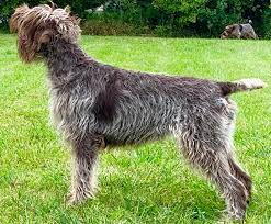 Charity upchurch kennel update, puppy update, wirehaired pointing griffons wirehaired pointing griffon puppies leave a comment all of these pups are spoken for, but feel free to email bluestemkennels@gmail.com if interested in future litters (spring 2022). Wirehaired Pointing Griffons Chapel View Farm Stable