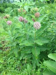 100 Common Milkweed Seeds Asclepias Syriaca Chemical Free Milkweed Seeds Asclepias Milkweed