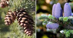 ultimate conifer identification guide pine fir and spruce