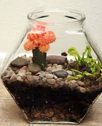 Pin By Andrea Willey On For The Home Venus Fly Trap Venus Fly Trap Terrarium Fly Traps