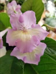 Image result for Streptocarpus kamerunensis