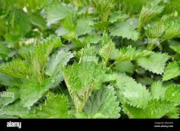 Image result for Urticaceae
