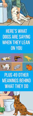 Your Dog S Sleeping Position Tells You A Lot Here Are 50 Dog Behaviors And What They Mean Dog Sleeping Positions Sleeping Dogs Dog Behavior