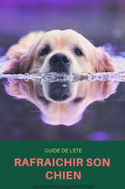 Comment Rafraichir Son Animal En Ete Et Le Proteger De La Chaleur Chien Animaux Chaleur Chien