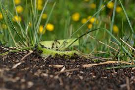 Having an ongoing service plan with a pest management professional is the key to. How To Get Rid Of Ants In Grass Naturally Once And For All Lawn Chick
