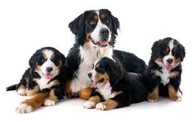 Visit montrose pet hospital in glendale, ca and save 25% on your vet bill with a pet plan by pet assure. Veterinarian In Montrose Near You Black Canyon Veterinary Clinic