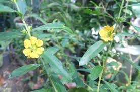 Image result for Heimia salicifolia