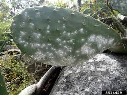 Prickly pear is also known as 'nopal cactus' and 'paddle cactus' and comes from the genus opuntia which contains more than 150 species. Cochineal Scales Dactylopius Spp On Pricklypear Cholla Opuntia Spp 5514429