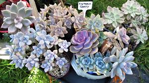 It is a succulent plant from mexico that was improved upon as an edible crop. How To Tell A Succulent Ghost Vs Ghosty Youtube