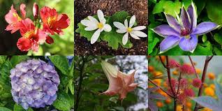 Let's find out which are poisonous plants to humans — and what you can do to prevent it. 30 Common Poisonous Flowering Plants You Must Know To Avoid Florgeous