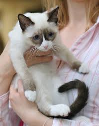 Find snowshoes kittens & cats for sale uk at the uk's largest independent free classifieds site. Snowshoe Cat Breed Profile Metaphorical Platypus
