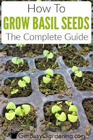 Growing Basil From Seed The Ultimate Guide Get Busy Gardening Growing Basil Growing Basil Indoors Basil Seeds
