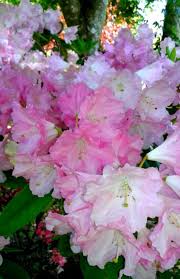 R Bravo Photo By Jan R Fuller Rhododendron Pink Photo