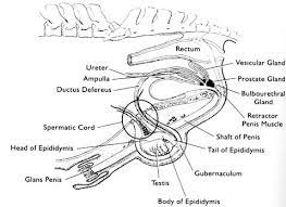 Pin On Reproductive System
