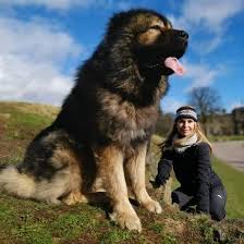 Purebred caucasian shepherd dog puppies & dogs for sale. Caucasian Mountain Dog An Intelligent Loyal Guardian K9 Web