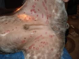 Ringworm infections don't involve worms, of course. Ringworm In Dogs Treatment Photos Symptoms And Treatment Of Ringworm In A Dog