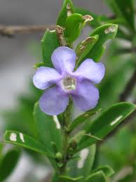 Image result for Freylinia