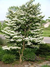 Full Size Picture Of Doublefile Viburnum Japanese Snowball Bush Summer Snowflake Viburnum Plicatum Var On West Side Viburnum Trees To Plant Garden Trees