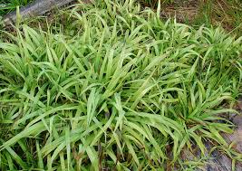 Image result for Paspalum conjugatum