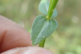 Image result for Canscora alata