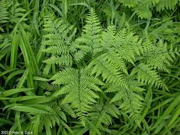 Image result for Pteridium aquilinum