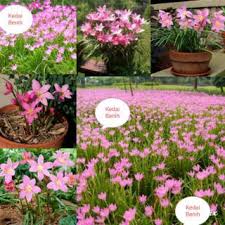Maybe you would like to learn more about one of these? Harga Zephyranthes Terbaik Agustus 2021 Shopee Indonesia