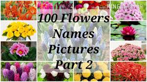 Maybe you would like to learn more about one of these? 100 Flower Names With Pictures Part 2 Spring Gardening Youtube