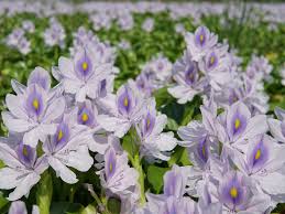 We did not find results for: Common Swamp Flowers Planting Flowers That Grow In Swamp Areas