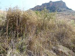 Image result for Kotschya