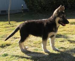 Black And Tan Puppies German Shepherd Gallery Puppies Steel Cross German Shepherd Dogs German Shepherd Dogs German Shepherd Puppies