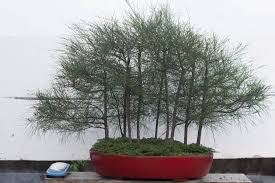 Bonsai Bangladesh Your Bonsai Place