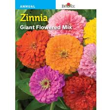 Reaching 30 inches tall, its sturdy stems and large, fully double, 5 inch blooms make it one of the best on the market. Burpee Zinnia Giant Flowered Mix Seed 44602 The Home Depot