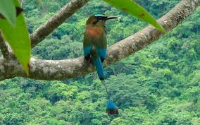 El guacamayo macao3 4 5 (ara macao) es una especie de ave perteneciente a la familia de las psitácidas. Ave Nacional De Nicaragua Acercandomundos Com