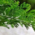 Image result for Microlepia speluncae