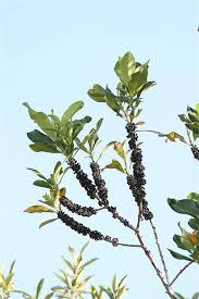 Image result for Rapanea