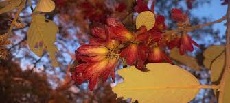 Image result for Lannea katangensis