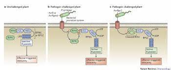 Mar 10, 2021 · the plant immune system is fundamental for plant survival in natural ecosystems and for productivity in crop fields. How Do Plants Achieve Immunity Defence Without Specialized Immune Cells Nature Reviews Immunology