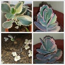 Propagating Succulent Kalanchoe Propagating Succulents Succulents Plants