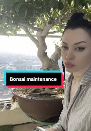 Revitalize Your 100-Year-Old Bonsai Tree