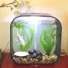 Fish Fish Glass Window Block Would Work