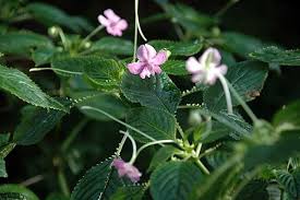 Image result for Impatiens gesneroidea