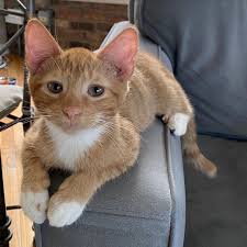Hd wallpapers and background images Pin On Fur Babies And Other Animal Babies