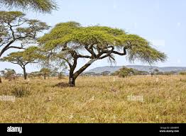 Image result for Acacia tortilis
