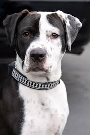 She's a husky/pit bull mix. Pitbull Terrier Dalmatian Mix Cheap Buy Online