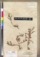 Image result for Sphaeranthus gomphrenoides