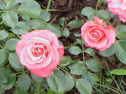 Image result for Rosa sp.