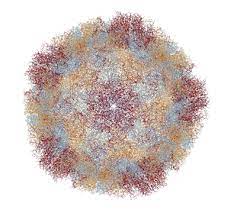Rhinoviruses may also cause rhinoviruses easily pass from one person to another. Pharmawiki Rhinoviren