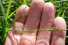 Image result for Digitaria gazensis