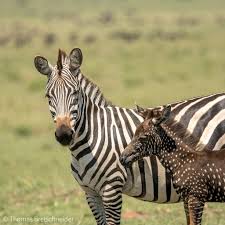 Where are zebras generally found?. Zebra Africa Geographic