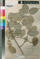 Image result for Hippocratea africana